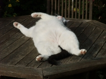 happy cat