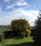 Mimosa tree