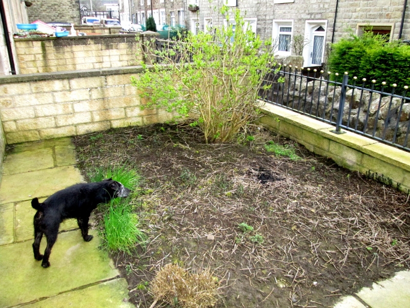 Front garden 020417