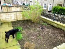Front garden 020417