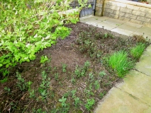 Front garden 160417