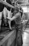FredDawsonmilking763802