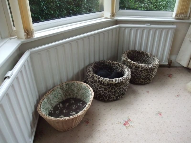 Cat bed heaven