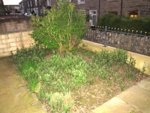 Front garden 010517