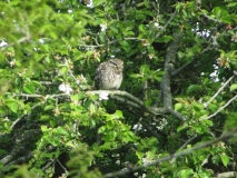 Little_Owl_070517b