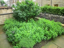 FRONT GARDEN 290517