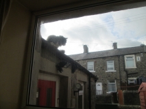 Cat on the roof 010617