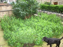 Front Garden 010717