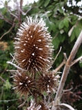 Frosted teasels