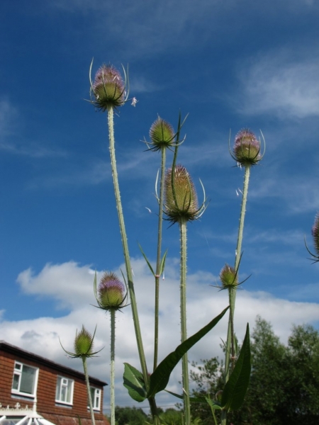 Teasels