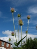 Teasels