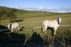 Ponies