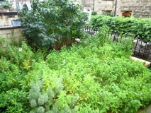 FRONT GARDEN 170817