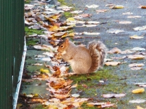 Marsden park squirrel