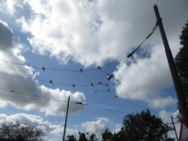 Overhead tram cables at Seaton tramway terminus