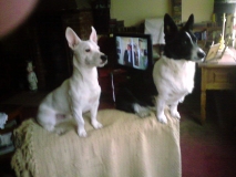 Fly & Bonnie