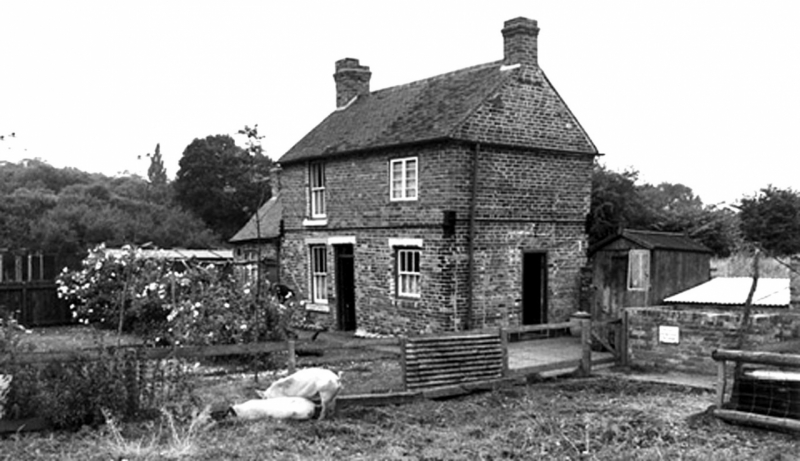 Cottage pigs