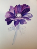 Anemone in watercolour