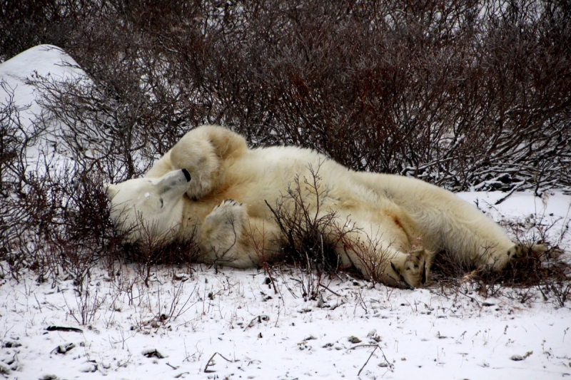 Polar Bear at Churchill MB Canada 02 011117