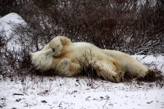 Polar Bear at Churchill MB Canada 02 011117
