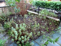Front Garden 041117