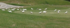 Maz cockatoos