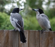Cracticus_torquatus_-Brisbane_-garden_fence-8