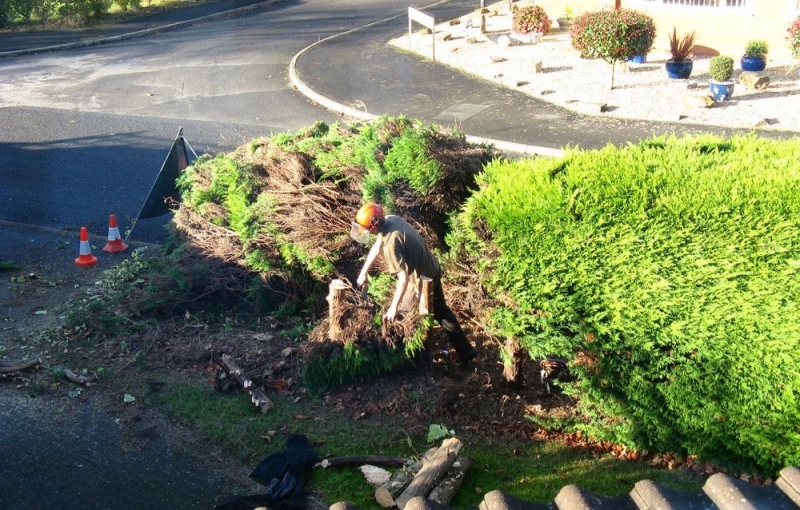 Hedge_removal2