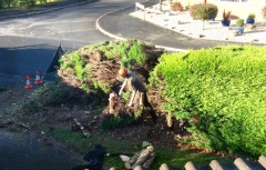 Hedge_removal2