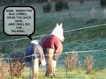 Bus stop horses.....