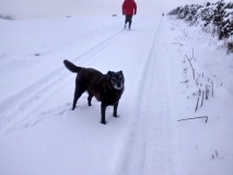 Bertie