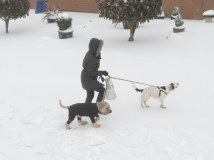 Dogs in the snow, 02/03/18, Taunton
