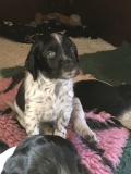 Puppy 4 weeks