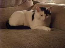 Contended Mabel