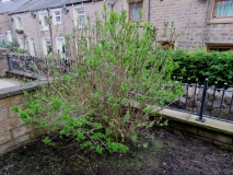FRONT GARDEN 200418