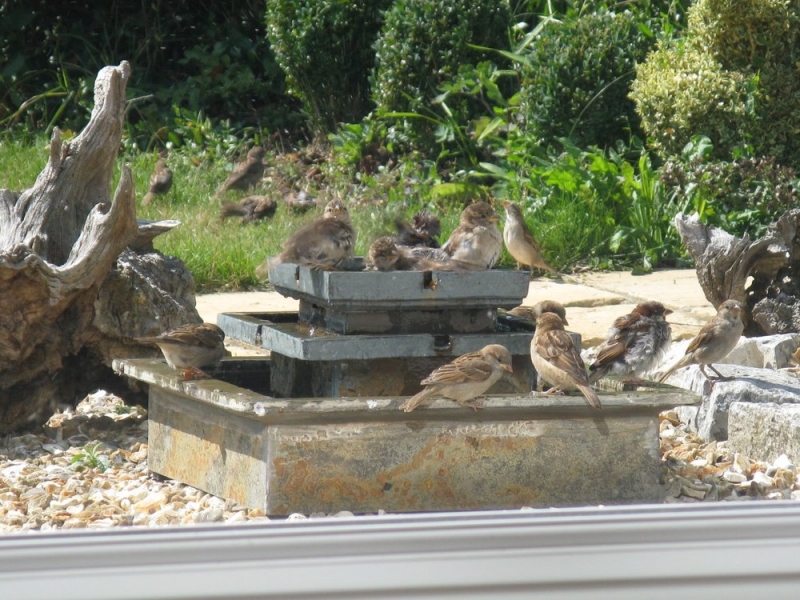 Sparrows in Tizer's garden