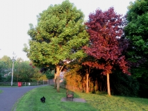 Valley Gardens 01 200518