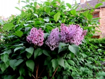LILAC 220518