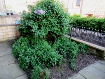IMG_0724FRONT GARDEN 240518