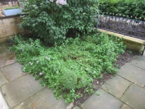 FRONT GARDEN 010618