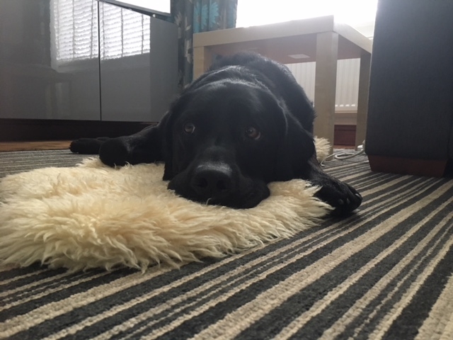 Tizer's cousin's dog, Merlin
