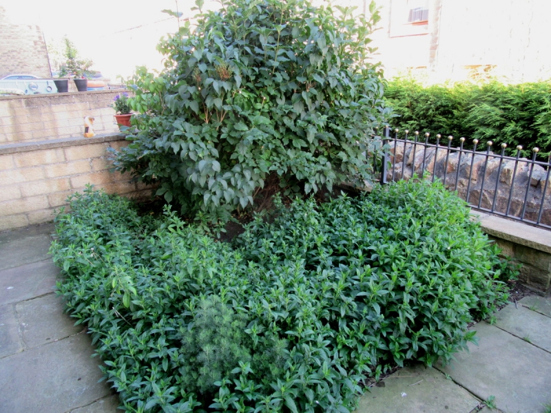 FRONT GARDEN 010718