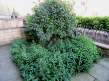 FRONT GARDEN 010718