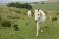 Dennis Sparky and Jack 120718