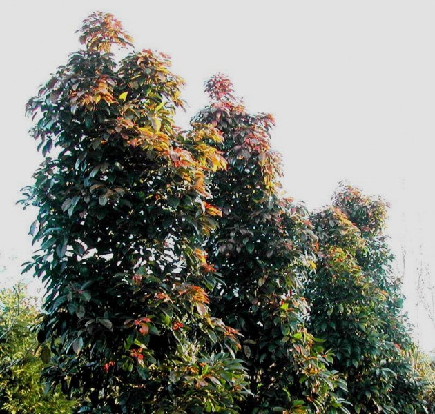 Quandong Tree 02