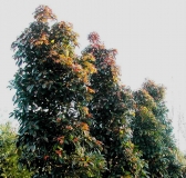 Quandong Tree 02