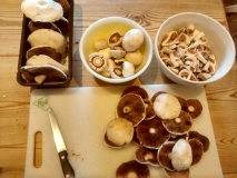 Mushrooms