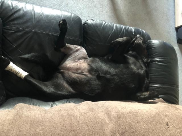 Maz dog knee