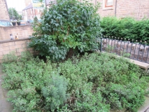 FRONT GARDEN 030918