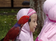 parrot